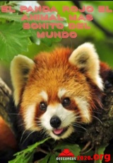 El Panda Rojo El Animal Mas Bonito Del Mundo (HDRip)
